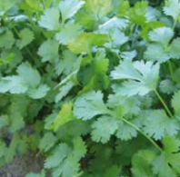 Кориандр Марино, Sel. Marino Нидерланды 1.000 семян