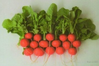 1.000 Редис Атолл F1  Япония 1.000 семян