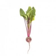 Свекла Бетти F1 фракция (3,0-3,5) Нидерланды 25.000 семян