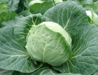 Капуста Пушма F1 белокочанная Нидерланды 2.500 семян