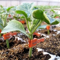 20 Подвой Кобальт F1 Нидерланды 20 семян 20 Подвой Кобальт F1 Нидерланды 20 семян