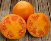 Томат Айсан F1 КС 18 F1 Детерминантный оранжевый. Япония 1.000 семян