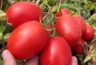 30 Томат Петраросса F1 Детерминантный. Франция 30 семян
