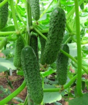 Огурец СВ 4097 CV F1 Нидерланды 250 семян