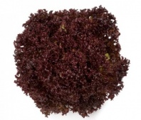 250 Салат Кармези Нидерланды 250 семян