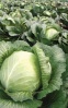 250 Капуста Бузони F1 белокочанная Нидерланды 250 семян