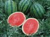 30 Арбуз Один F1 Нидерланды 30 семян
