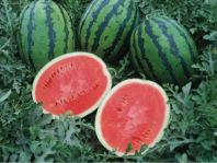 30 Арбуз Один F1 Нидерланды 30 семян