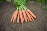 10.000 Морковь Белградо F1 Нидерланды 10.000 семян