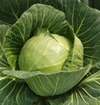 Капуста Чамп / Чемпион F1 белокочанная Нидерланды 2.500 семян Капуста Чамп / Чемпион F1 белокочанная Нидерланды 2.500 семян