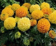 Бархатцы прямостоячие Антигуа F1 Микс