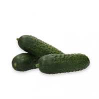 Огурец Илонара F1