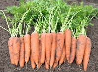 10.000 Морковь Вита Лонга Нидерланды 10.000 семян