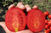 Томат Петраросса F1 Детерминантный. Франция 1.000 семян