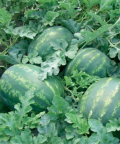 Арбуз Колоссео F1