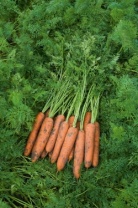 Морковь Самсон