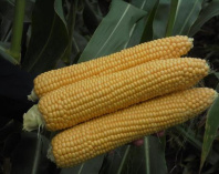 Кукуруза Киара F1