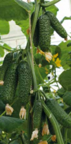 100 Огурец Бьерн F1 Нидерланды 100 семян 100 Огурец Бьерн F1 Нидерланды 100 семян