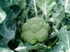 Капуста Грин Меджик F1 брокколи Япония 2.500 семян