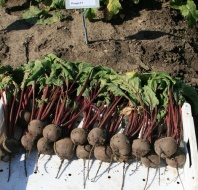 10 Свекла Ронда F1 Нидерланды 10 грамм