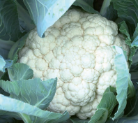 Капуста Моментум F1