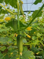 Огурец Шакти F1