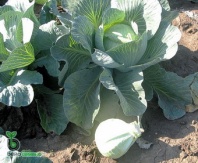 100 Капуста Амтрак F1 белокочанная Нидерланды 100 семян