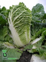 Капуста Маноко F1 пекинская Нидерланды 2.500 семян