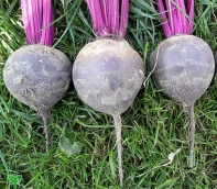 Свекла Водан F1 Нидерланды 50.000 семян