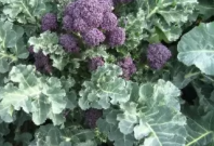 Капуста Санти F1