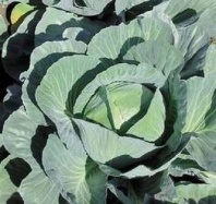 100 Капуста Аммон F1 белокочанная Нидерланды 100 семян