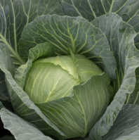 Капуста Глория F1