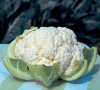 Капуста Фламенко F1 цветная Нидерланды 2.500 семян