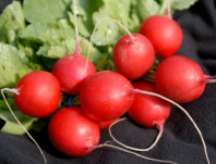 1.000 Редис Вена F1 Нидерланды 1.000 семян