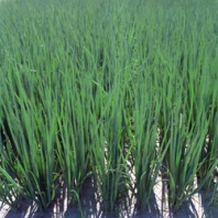 Лук на перо Параде Нидерланды 250.000 семян