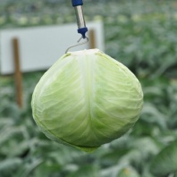 Капуста Анкома F1 белокочанная Нидерланды 1.000 семян