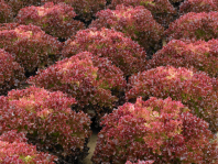 Салат Туска тип Лолло Росса Нидерланды 5.000 драже