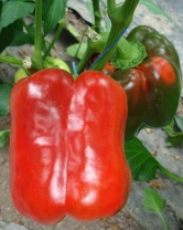 Перец Геркулес F1 красный кубовидный Франция 5 грамм