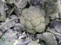 Капуста Лаки F1