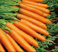 Морковь Юкон F1