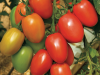 Томат Гранадеро F 1 Индетерминантный. Нидерланды Сливовидные. 4 шт.