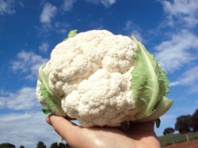 Капуста Джерес F1