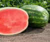 Арбуз Каристан F1