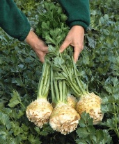 Сельдерей корневой Балена F1 Нидерланды 10.000 семян