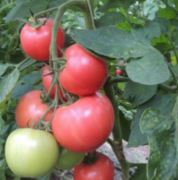 Томат Пинк Дрим F1