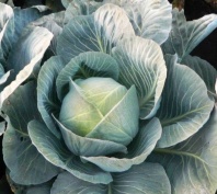 Капуста Сторидор F1