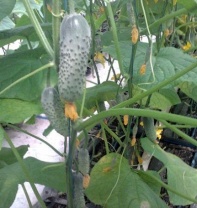 Огурец Ленара F1 Нидерланды 100 семян Огурец Ленара F1 Нидерланды 100 семян