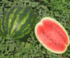 Арбуз Тамерлан F1 Нидерланды 1.000 семян