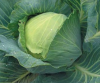 Капуста Куизор F1 белокочанная Швейцария 2.500 семян