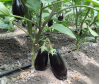 30 Баклажан Бенеция F1 Нидерланды 30 семян